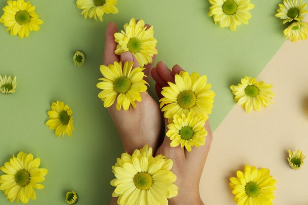 Female hands and chrysanthemums on two tone background.