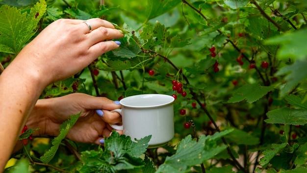 女性の手は、顔のない白いカップのクローズアップで茂みから赤スグリを収集します。収穫作物の概念