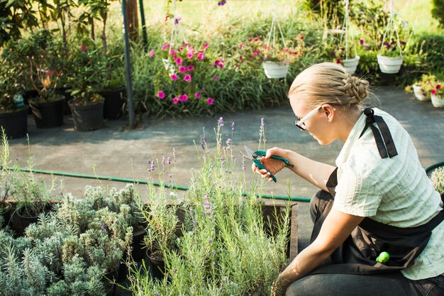 Female hands cutting seedlings in a pot using secateurs at greenhouse