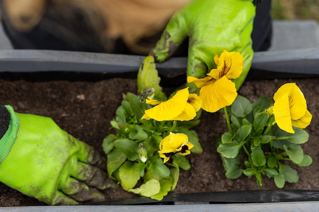 Female hands in garden gloves plant yellow pansy flowers in pot, springtime concept