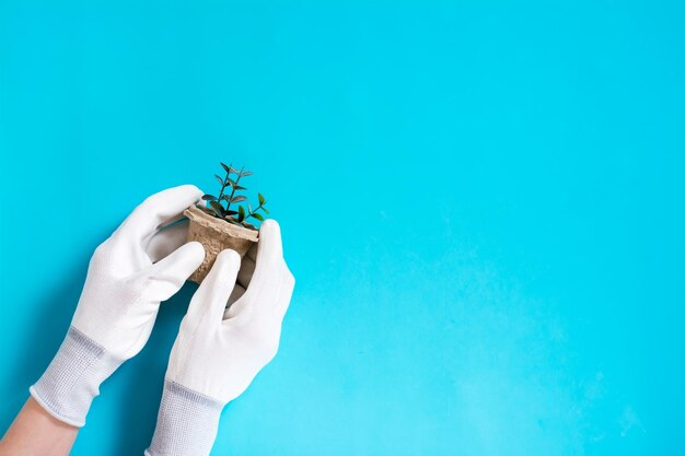 Photo female hands in gloves hold a pot with sprouts on a blue background home gardening and plant care concept