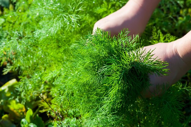 Female hands harvest dill green beds for salad in the backlight