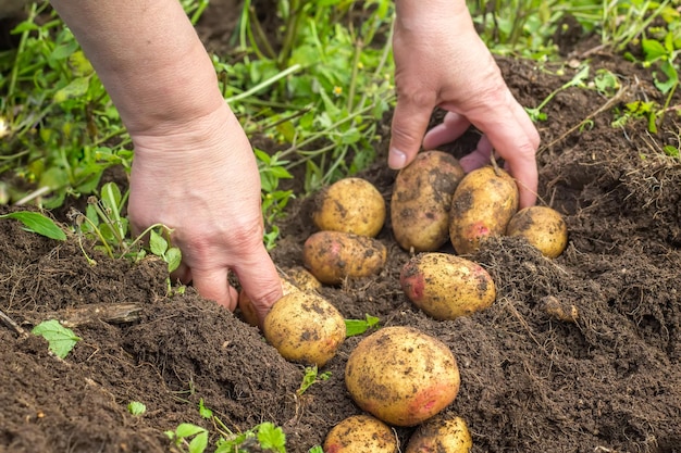 Female hands harvesting fresh potatoes from soil