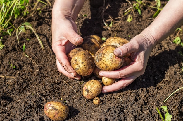 Foto mani femminili che raccolgono patate fresche dal suolo