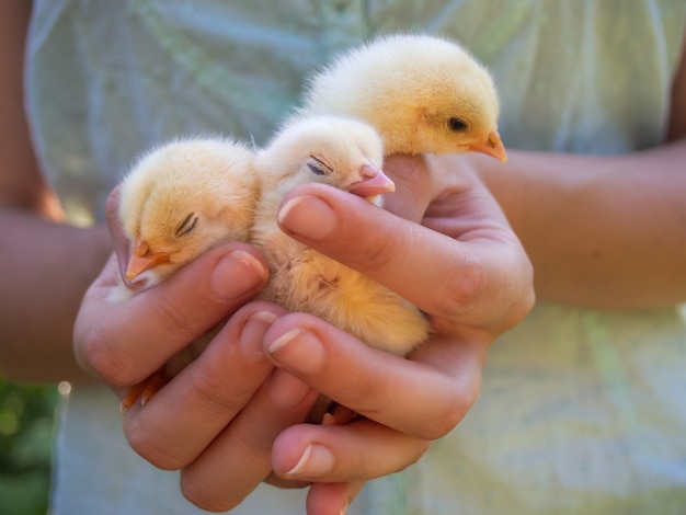 Female hands hold a chick in chicken farm.