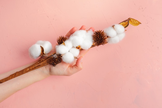 Female hands hold a delicate cotton flower