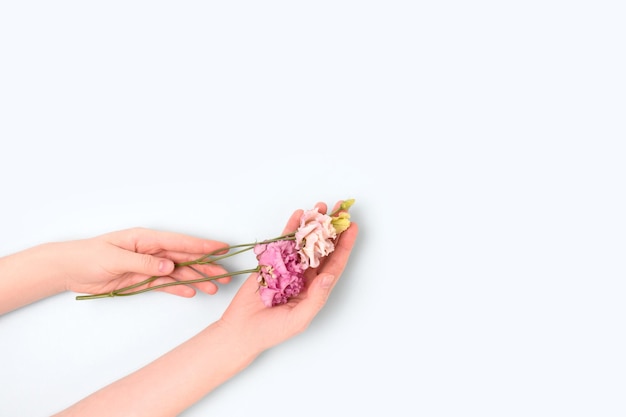 Female hands hold eustoma flower on a blue pastel background