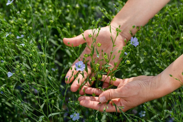 Female hands hold flax plants with flowers against the background of a flax field