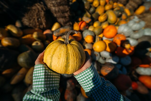 Female hands hold out a small pumpkin