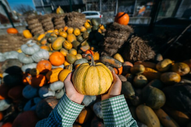 Female hands hold out a small pumpkin