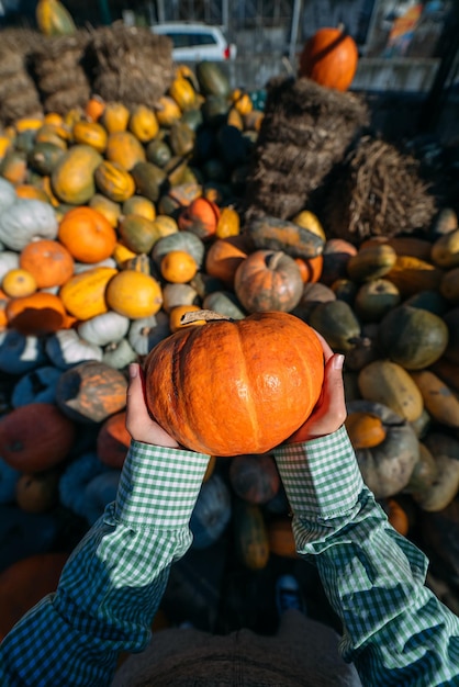 Female hands hold out a small pumpkin