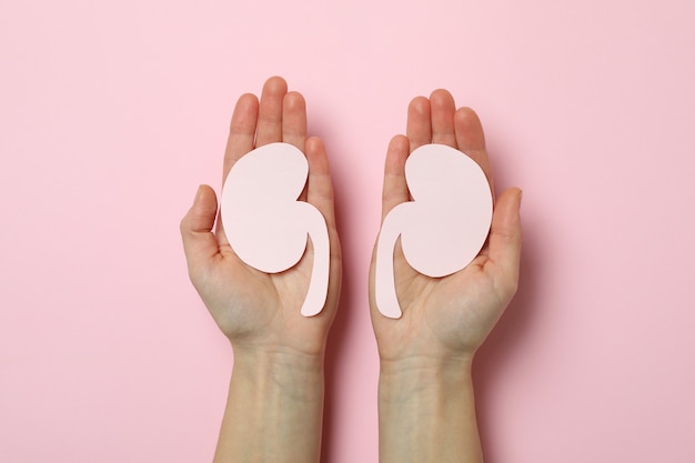 Female hands hold paper kidneys on pink