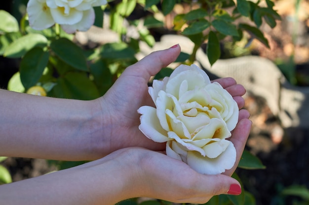 Female hands hold white flower head in the garden