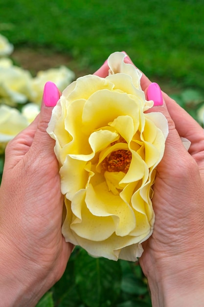 Foto le mani femminili tengono la rosa cinese gialla bellissimi fiori in fiore nella soleggiata giornata estiva giardinaggio floristica paesaggistica concetto