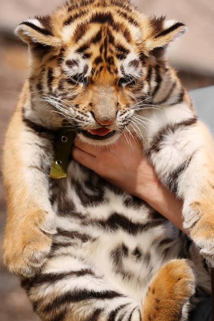 Foto mani femminili che tengono da vicino la tigre del bambino