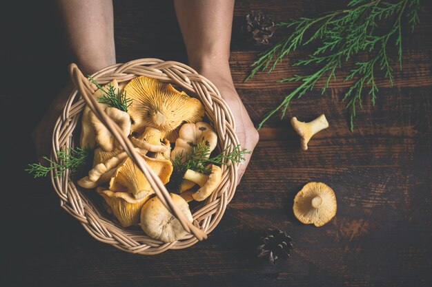 Female hands holding a basket with forest mushrooms chanterelles on a dark background.