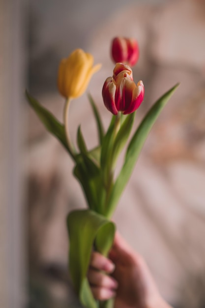 黄色いピンクの春の花の花束を持っている女性の手チューリップフェミニンな美しさの詳細