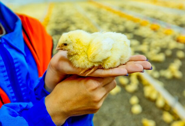 Female hands holding a chick in chicken farm Indoors chicken farm chicken feeding
