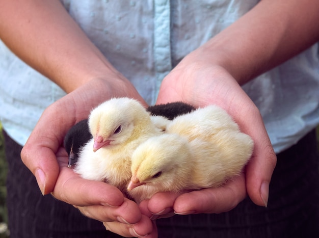 Female hands holding a chicks.