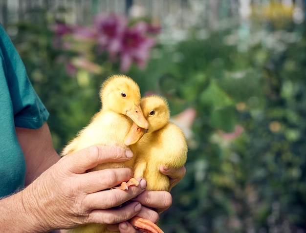 Female hands holding a duckling