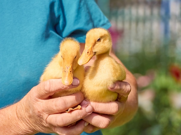 Female hands holding a ducklingÑ.
