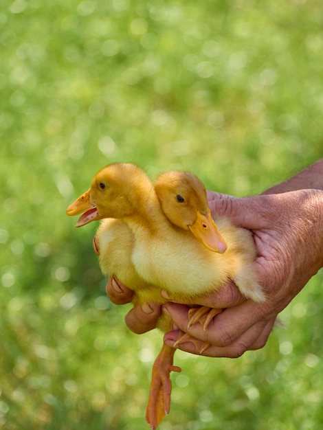 Female hands holding a ducklingÃÂ.