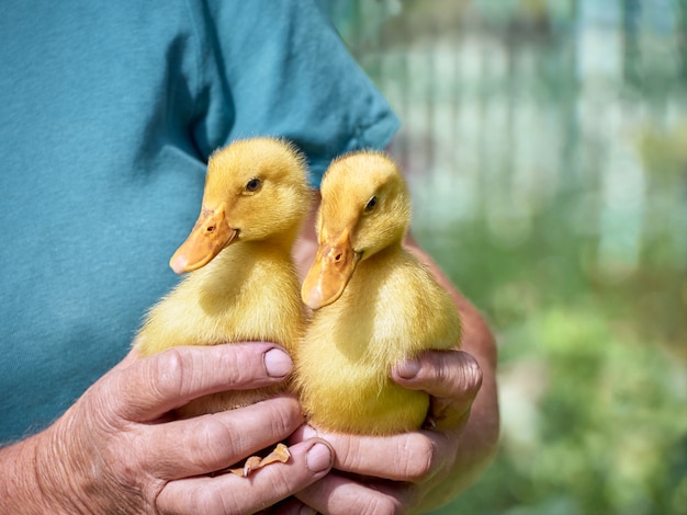 Female hands holding a duckling.