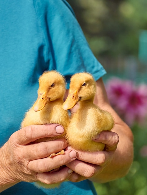 Female hands holding a ducklings.