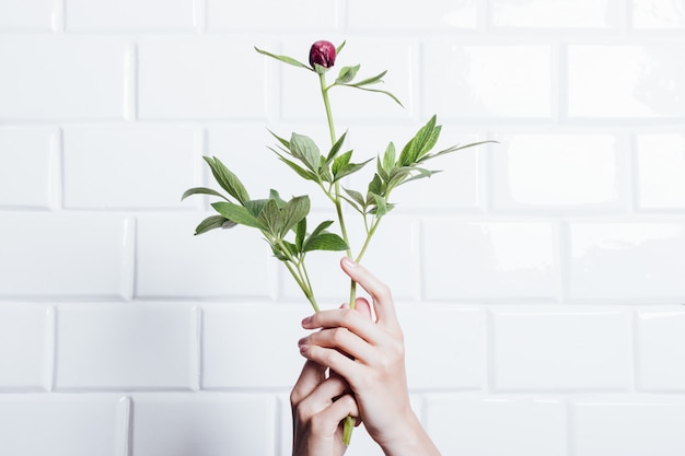 Female hands holding a flower peony