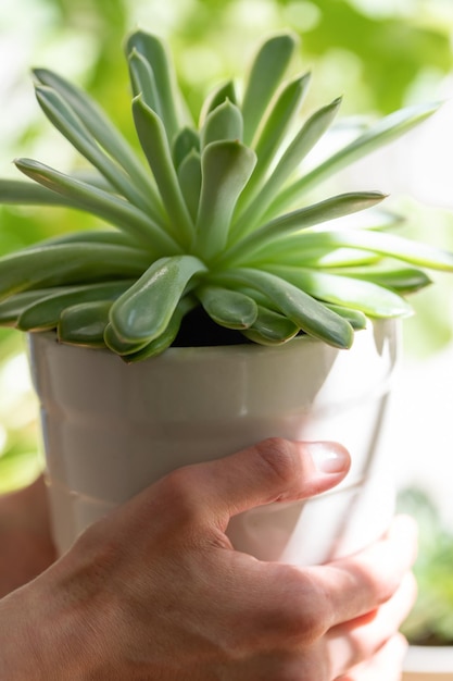 Female hands holding flower pot with green house plant succulent close up in sunny day Soft focus