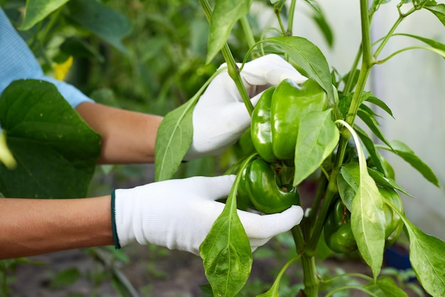 Female hands holding fresh organic paprika or ripe bell peppers on garden background