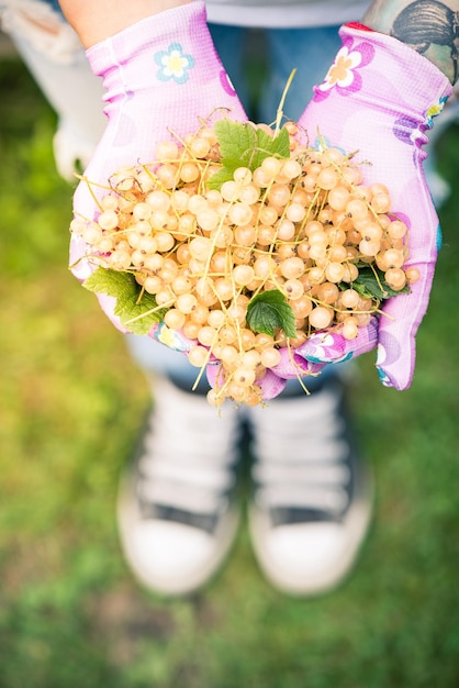 庭で新鮮なホワイトカラント フルーツを保持している女性の手