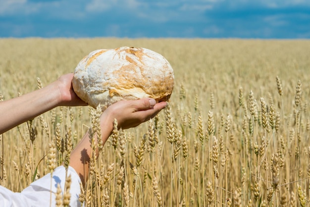 Female hands holding home baked bread loaf above ripe wheat field