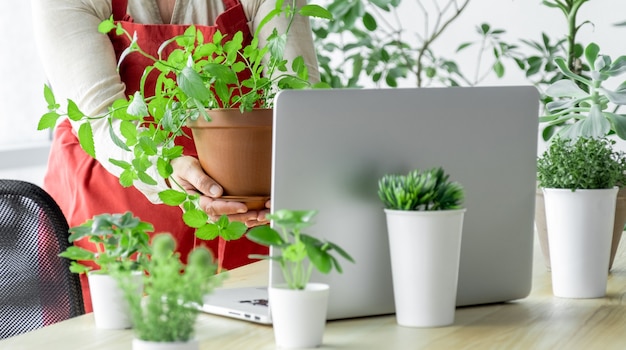 Female hands holding houseplant on the her wapkplace greenhouse before on the skreen laptop, online communication or delivery concept.