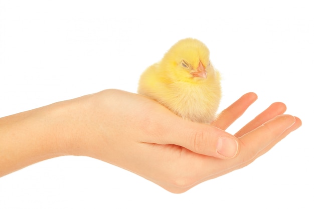 Женские руки, держа маленький цыпленок