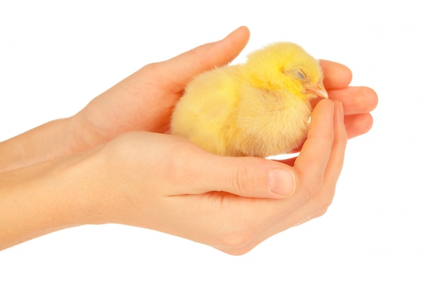 Female hands holding little chick