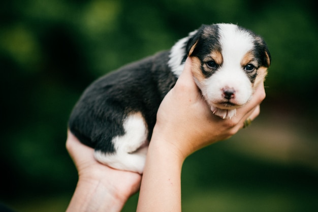 Female hands holding new born puppy at nature