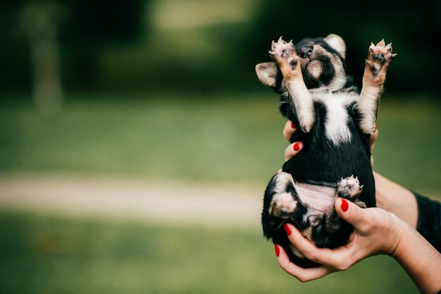 Female hands holding new born puppy at nature