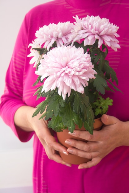 Female hands holding a pot of pink asters
