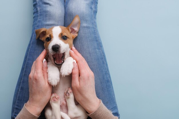 青色の背景に子犬のジャック ラッセル テリアを保持している女性の手