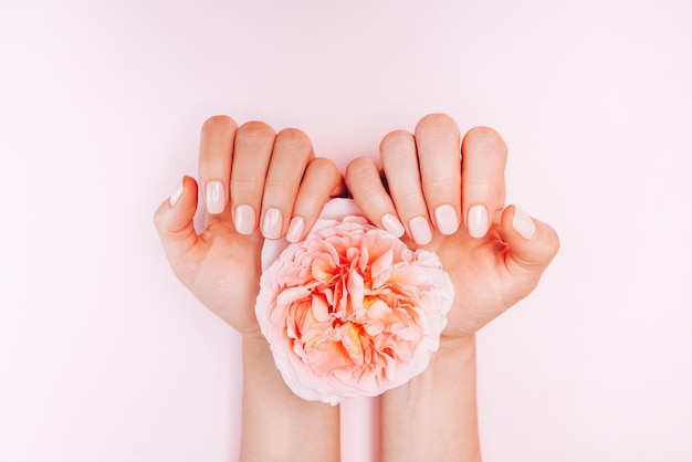 Female hands holding a rose flower