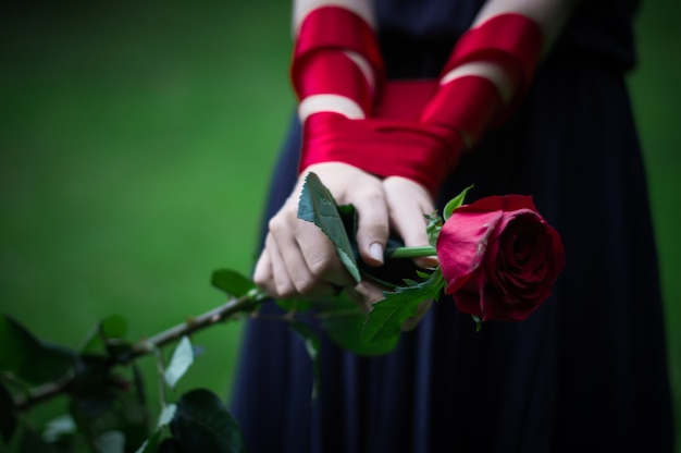 Female hands holding rose