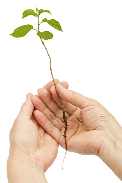 Photo female hands holding a seedling isolated on white background