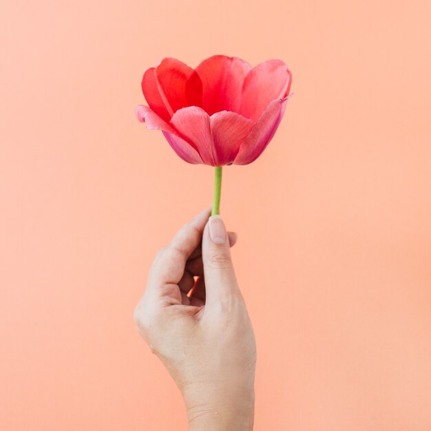 Female hands holding tulip flowers bouquet on living coral