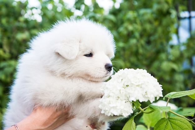 Female hands holding white fluffy Samoyed puppy