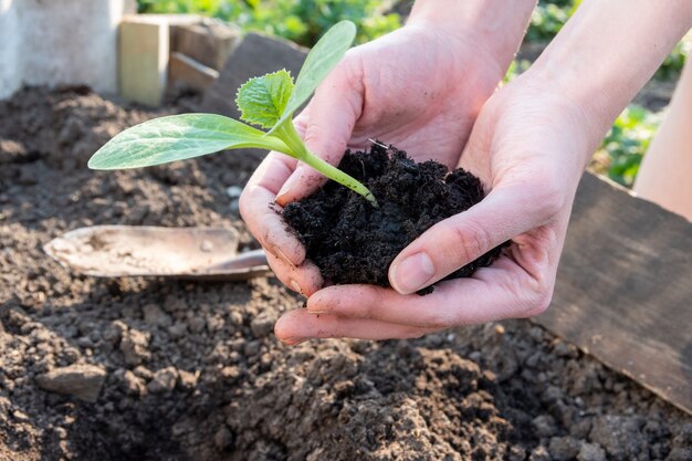 Female hands, holding a young green seedling, sprout in the soil, close-up. Spring planting of plants in the ground. Caring for the environment concept