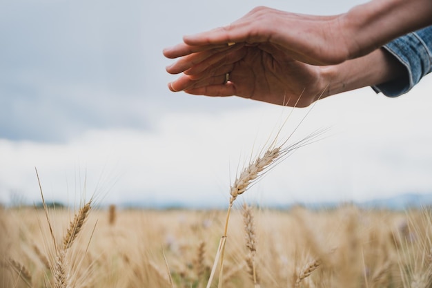 Mani femminili che fanno un gesto protettivo di protezione sopra una spiga di grano