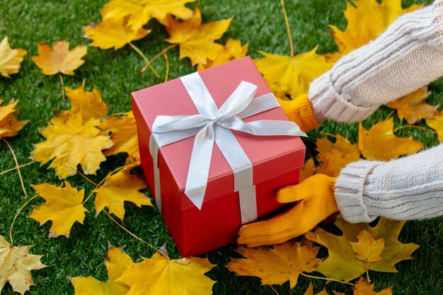 Female hands in mittens hold a big red gift on green grass along with maple leaves