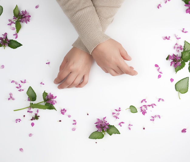 Female hands and pink small flowers on a white  background