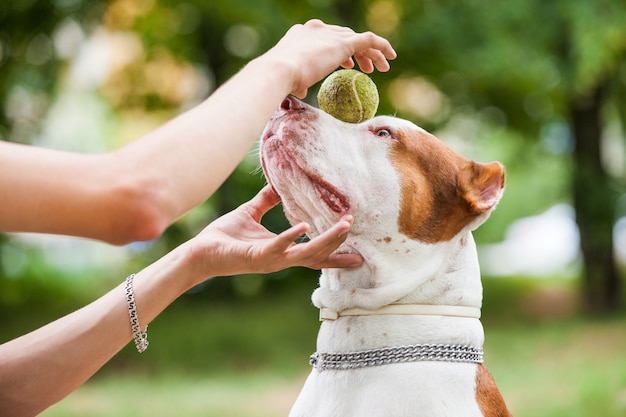 Le mani femminili mettono una palla sulla faccia dell'adorabile pitbull